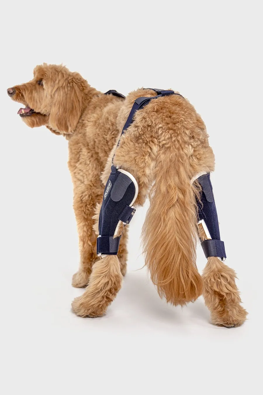 Dual Knee Brace
